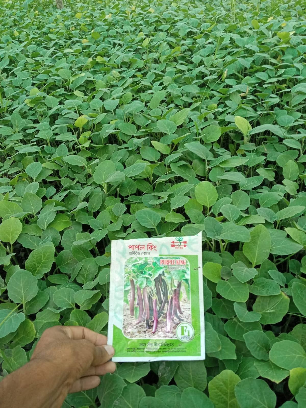 পার্পল কিং বেগুন 30 pic