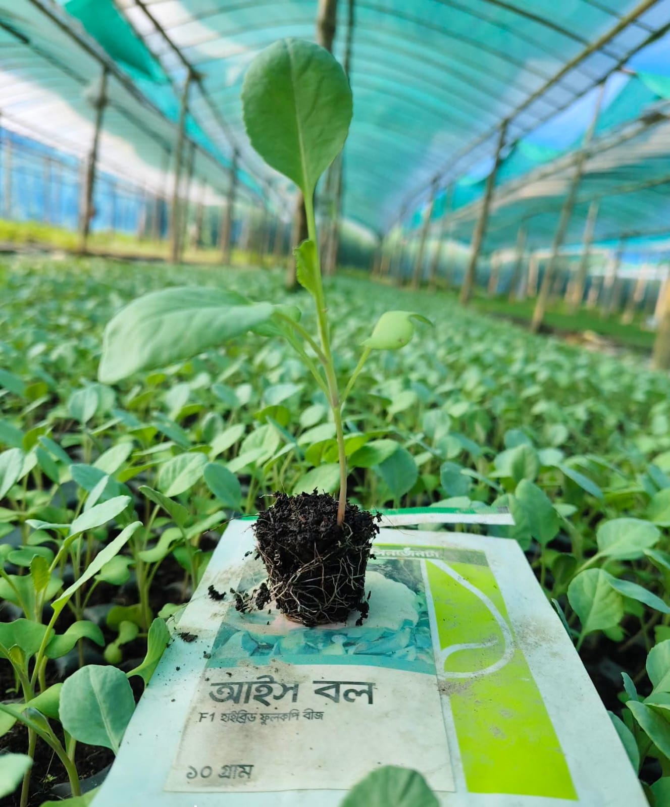 আইসবল ফুলকপি 30 pic