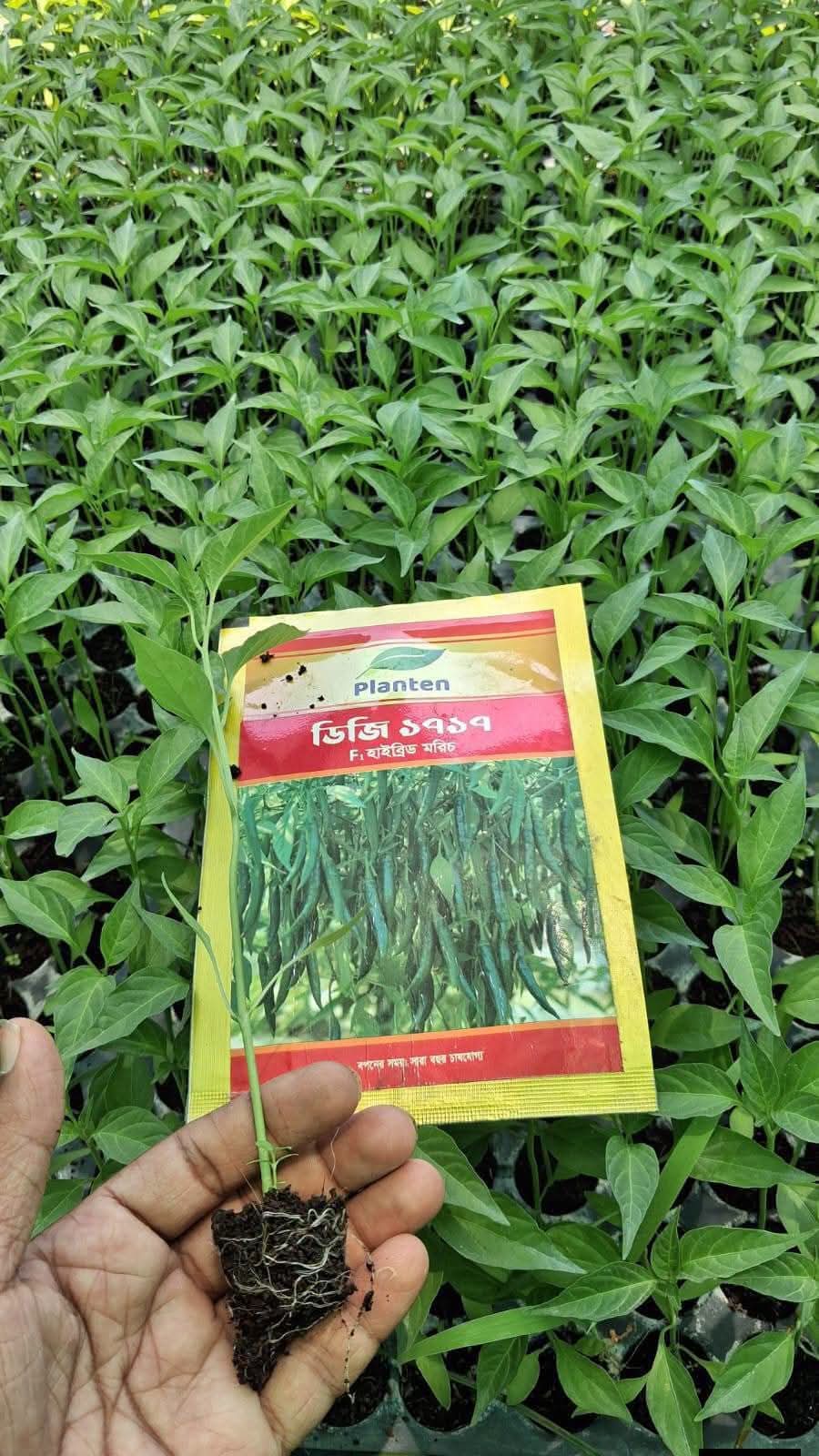 ডিজি ১৭১৭ মরিচ 30 pic
